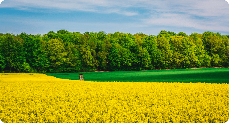 shutterstock_1383532337